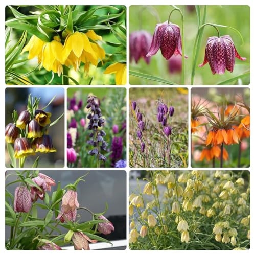 kaiserkrone zwiebel kaufen -Fritillaria - bonsai blumen kaiserkronen knollen exotische pflanzen winterhart balkonpflanzen frühling bonsai pflanzen garten mehrjährige zwiebel 12pcs