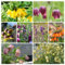 kaiserkrone zwiebel kaufen -Fritillaria - bonsai blumen kaiserkronen knollen exotische pflanzen winterhart balkonpflanzen frühling bonsai pflanzen garten mehrjährige zwiebel 12pcs