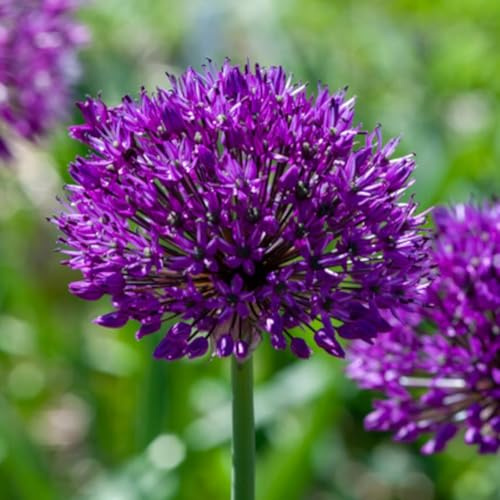 5 Zwiebeln der Allium ‘Purple sensation’ | Zierlauch | 12/+ cm Umfang | Premium-Qualität von Top-Züchtern aus den Niederlanden | Exklusive Auswahl und strenge Qualitätskontrolle | Blühgarantie.