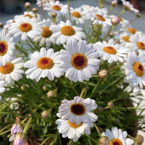 Semillas de margarita - semillas de pradera mariposas balcón raras Decoración jardín para exteriores exóticas pradera para 900pcs