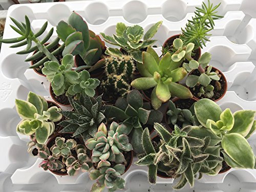 Set N. 22 Piante Grasse Senza Spine Succulenti|Vaso Diametro 3.5 cm|Set di Produzione.
