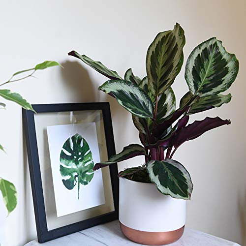 Calatheas Roseopicta House Plant Tender Perennial House Plants Easy to Grow Your Own 1x 12cm Potted Plant by Thompson and Morgan