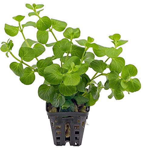 Aquarium Fun Lysimachia nummularia - in vitro