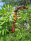 Lederhülsenbau m Saatgut Gleditsia triacanthos Honigheuschrecke 10+ Samen