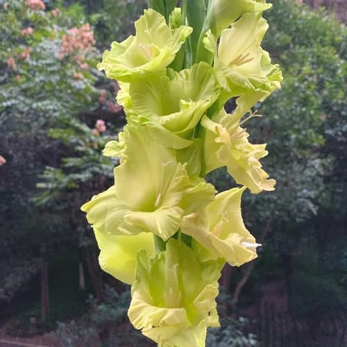 12 Pcs Winterharte Gladiolen Zwiebeln - Deko Blumen, Topfpflanzen Echt Gladiolus Blumenzwiebeln, Blühwiese Mehrjährig, Geschenk Garten Blumen Winterhart, Bienenfreund Blumenzwiebel,