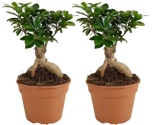 Bloomique - 2er Set - Ficus Ginseng - Bonsai Baum - Zimmerpflanzen - Pflegeleicht - Luftreinigend - Höhe 30-40 cm - Topf 17 cm