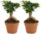 Bloomique Ficus Ginseng - Lote de 2 plantas de interior - Purificador de aire - Fácil de limpiar - 30-40 cm de alto - Maceta 17 cm