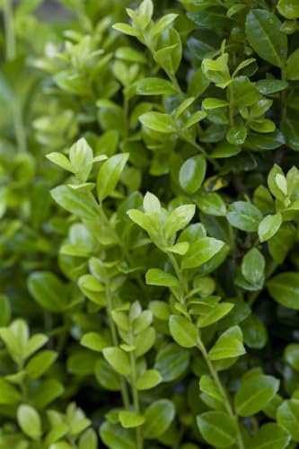 Ilex crenata 'Luxus Hedge' 15-20 cm - Japanische Stechpalme, immergrün, ideal für Hecken, schnittverträglich, winterhart und pflegeleicht