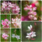 300 pcs prachtkerze samen - winterharte stauden mehrjährig, samen winterhart pflanzen garten winterhart mehrjährig, saatgut geschenk blumensamen mehrjährig, gartengeschenke garten