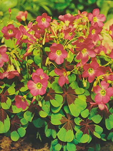 Oxalis deppei Iron Cross Glücksklee (50 Blumenzwiebeln)