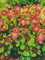 Oxalis deppei Iron Cross Glücksklee (50 Blumenzwiebeln)
