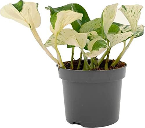 Planta Natural Potho Variegata Happy Leaf | DECOALIVE | Planta de Interior | Color Blanco y Verde