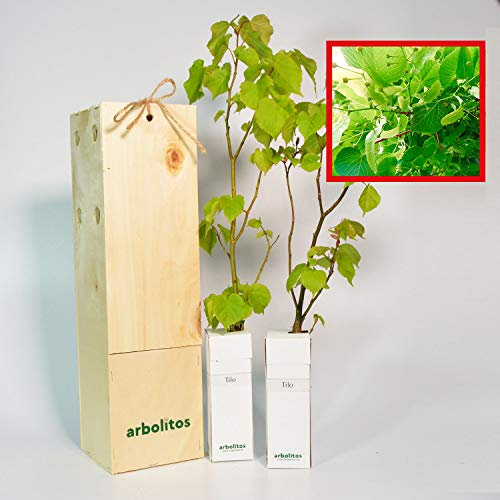Lindenbaum aus Holland | Geschätzter Baum für Baumreihen | 30 cm hoher Jungwuchs Erhalten in einer wiederverwendbaren Holzkiste | 2 Einheit