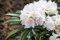 Rhododendron yak. 'Makiyak' 60 cm Stammhöhe - Rhododendron, rosa Blüten, Blütezeit Mai-Juni, ideal für Kübel, immergrün, winterhart