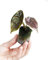 PLNTS - Baby Alocasia Alocasia Azlanii - Zimmerpflanzen, Pflanzen Echt, Nachhaltige Verpackung - 2cm Stecklinge - Höhe 10cm - Direkt von der Gärtnerei