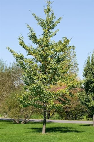 Ginkgo biloba 'Fastigiata' C9 100-125cm - Säulenförmiger Fächerblattbaum, Winterhart & Luftreinigend