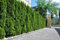 25st. Thuja Smaragd 160-180cm für 10m Hecke Lebensbaum Heckenpflanzen Edelthuja