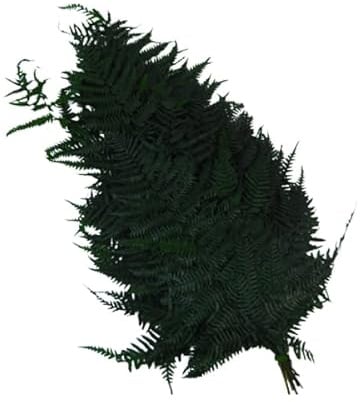 Felcine Stabilizzate Pz 10 Naturale Verde Composizione Floreale Decorazione