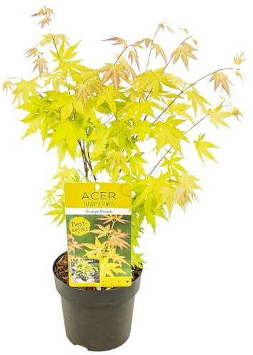 Bloomique - Acer Palmatum Orange Dream - Japanischer Ahorn - Orangefarbenes Laub - Gartenpflanzen - Winterhart - Höhe 40-50 cm - Topf 15 cm