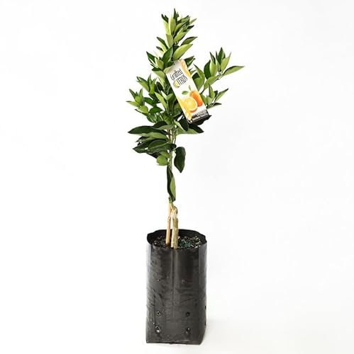 Naranjo Natural de la Tierra Mediterránea Crea tu Propio Huerto de Cítricos