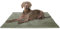Knuffelwuff Hundedecke Timor 140x100cm Khaki - Bequeme und Pflegeleichte Liegedecke aus weichem Cord - waschbar - für große, mittelgroße und kleine Hunde