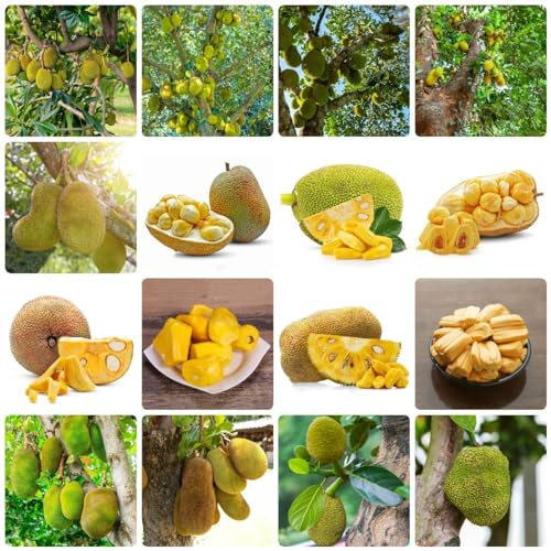 450 pcs jackfruit kaufen samen - spalierobst plant dekopflanzen jackfrucht,Artocarpus heterophyllus bonsai bäumchen kaufen winterfeste pflanzen für balkon bäume garten winterhart pflanze