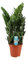 Zamioculcas 21 cm – Ø21 cm – 75 cm