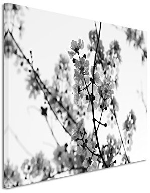 Paul Sinus Art Kunstfoto auf Leinwand 60x40cm Naturfotografie – Weiße Kirschblüten auf Leinwand exklusives Wandbild moderne Fotografie für ihre Wand in vielen Größen