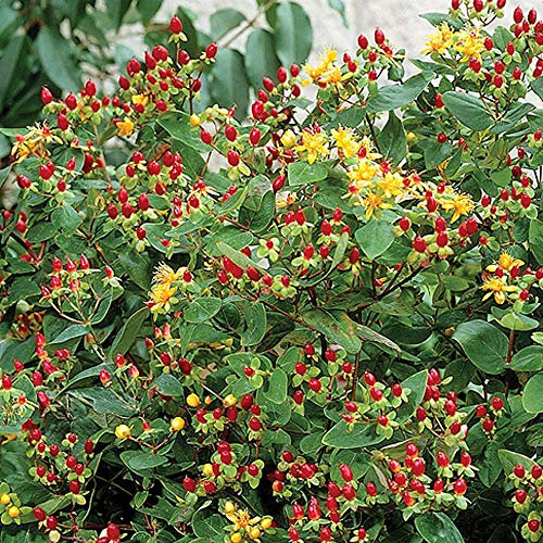 Potted Hardy Garden Plant Hypericum, Low Maintenance Compact Shrub, Ground Cover Plants, Yellow Flowers in Summer, 1 x Hypericum Orange Flair in a 9cm Pot by Thompson & Morgan