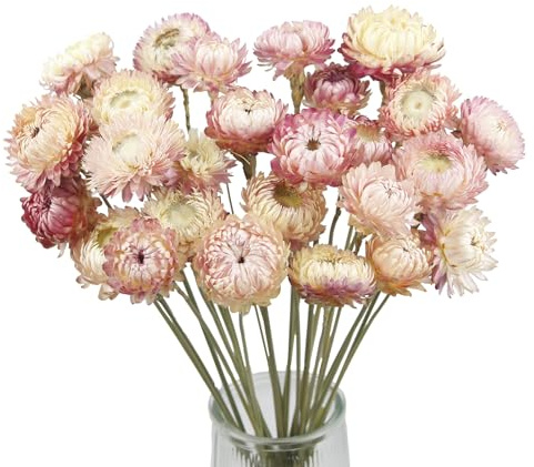 CEWUDA 20 Dried Crisantemi Fiori Secchi Decorativi Mazzo di Fiori Margherite Essiccati Piante Naturali con Stelo Rosa Bouquet Composizione Fiori Secchi per Vaso Bomboniere Feste Casa di Nozze Regalo