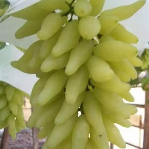 Rizomi d'uva,resistenti,uva a tavoletta,acquista viti,rare,Decorazioni da giardino,Gratis e fragrante,Rizomi d'uva coltivazione,Piantare la vite.-1knolle-G