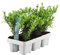 Plants by Frank – 6 Stechpalme Winterhart | Heckenpflanzen Winterhart | 6 x Ø7 cm - ↕15 cm Ilex crenata Jenny | Heckenpflanzen | Buchs ersatz | Buchsbaum ersatz