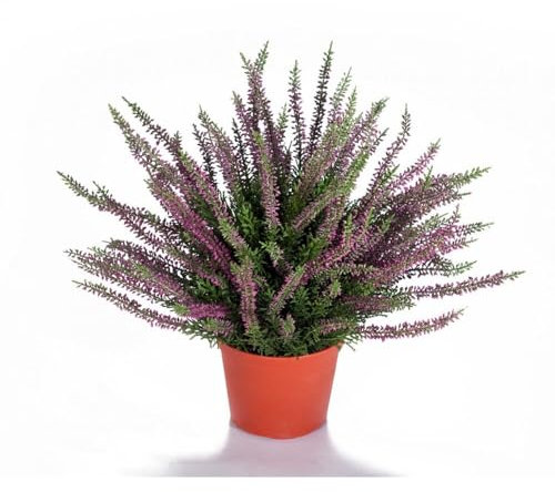 Brecina o Calluna Natural la Planta Navideña que Llena de Magia tu Hogar