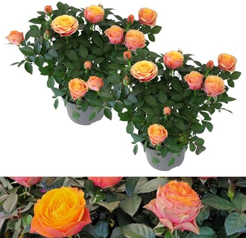 Carbeth Plants - 2 x Real Indoor Rose Firebird Orange Toned Plant - Live Miniature Potted Rose in 10.5cm Pot - Houseplant Perfect for House Warming Present, Birthday and Thank You Gift