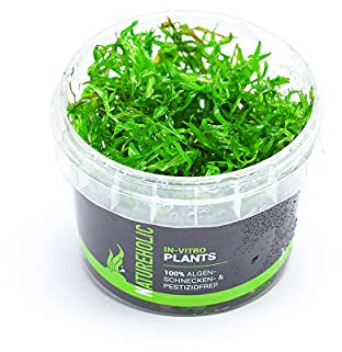 Didlipis diandra - NatureHolic In-Vitro Aquarium Moos für Garnelen Aquarium