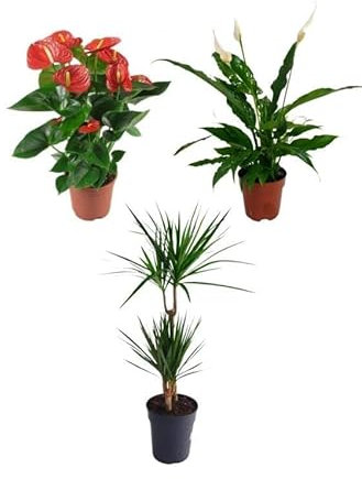 Plantas Naturales para la Casa o la Oficina: Anturio Rojo, Lirio de la Paz y Drácena