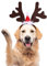 Naler Hunde Katzen Weihnachten Rentier Geweih Kopfschmuck Stirnband Headwear weihnachtskostüm hundekostüm katzenkostüm Verstellbare Elch Kopfbedeckung Haarreif 4313