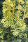 Taxus baccata 'Dovastonii Aurea' 40-50 cm - Gelbe Eibe, goldgelbe Nadeln, ideal für Hecken und Solitärpflanzungen, winterhart und pflegeleicht