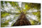 DARO Design - Wand-Bild auf 6mm HDF 70x50 cm Baum von unten - Wand-Deko Bilder Geschenk