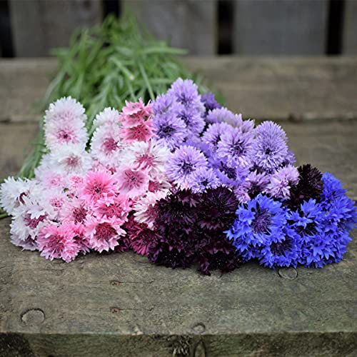 Welldales 50 UK Mixed Cornflower Seeds for Planting Growing Blue Purple Pink White Flowers