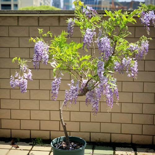 15 pcs blauregen pflanze winterhart samen, glyzinien, outdoor pflanzen, exotische pflanzen winterhart, wisteria sinensis baum blühende rankpflanzen winterhart, biosaatgut blumen balkon,