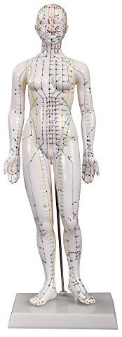 66fit Unisex Acupuncture Model, White, 48 Cm EU