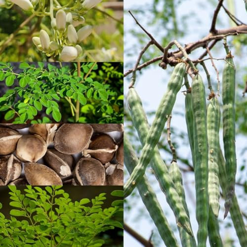 30 pcs Moringa Samen Bio - blumen garten, pflanzen winterhart Baum Samen - Moringa oleifera - bonsai tree bäume pflanzen, alte sorten, hochbeet bonsai, bodendecker samen winterhart