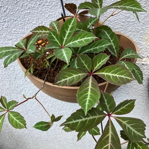 100 semi di parthenocissus verde