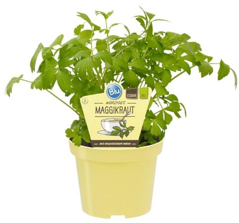 Maggikraut - Liebstöckel in BIO-Qualität - Levisticum officinale - Kräuterpflanze im 12cm Topf