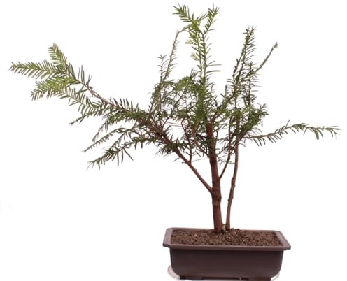 Bonsai - Taxus baccata, Europäische Eibe, 2er-Gruppe 201/219