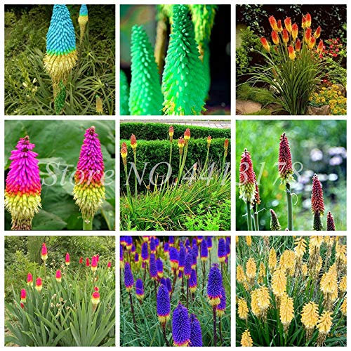 Bloom Green Co. 100pcs Echte Hot Poker (Kniphofia Uvaria) Schöne Fackel-Lilie Blume Perennial Bonsai Topfpflanzen Seedfor Garten Gute Qualität: gemischt