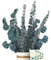 ZJTAPE Eukalyptus Getrocknet - Natürliche Trockenblumen, 2 Arten Eukalyptus Set Enthält Grußkarten, Eukalyptus Echt Ewig Haltbare Trockenblumen für Die Perfekte Hochzeit、Blumen Arrangements Heim Decor