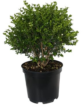 Boj o Buxus Arbusto Natural para Jardines Planta de Exterior Resistente
