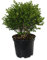 Boj o Buxus Arbusto Natural para Jardines Planta de Exterior Resistente